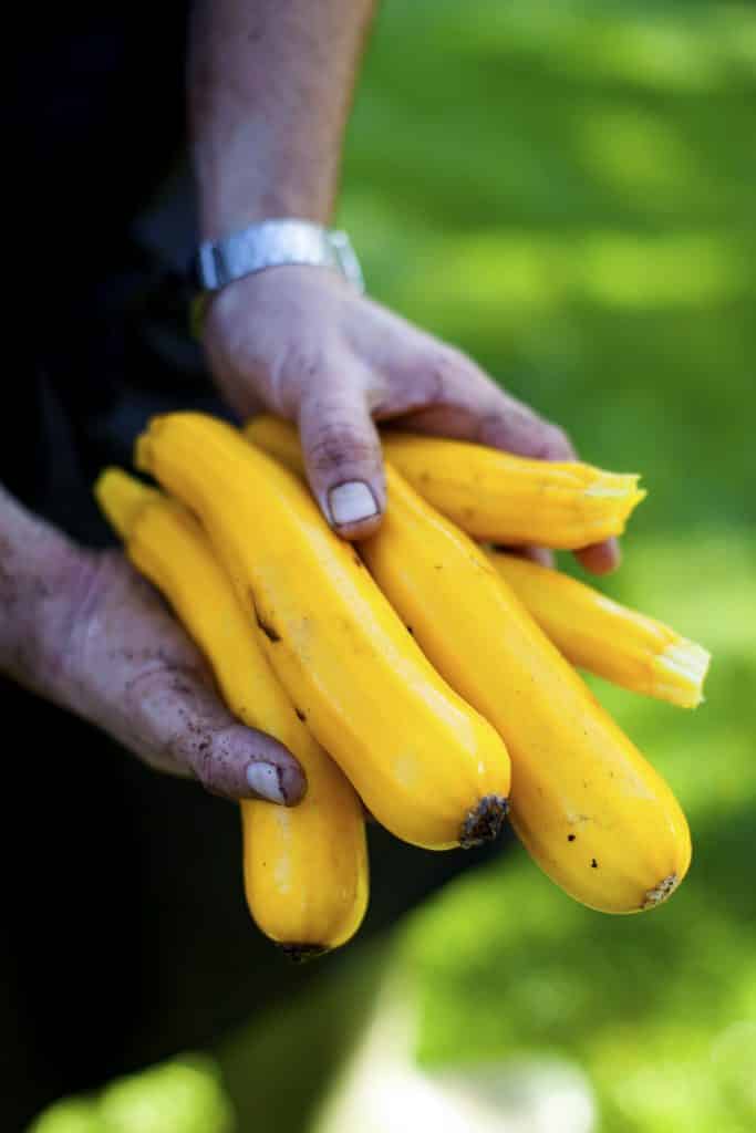 Barton House chef Tom Sherry holding yellow courgettes