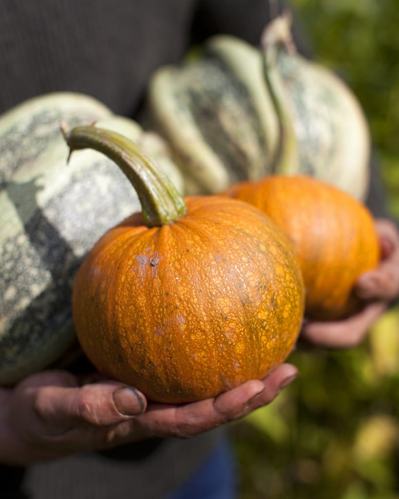 Beautiful gastro pub photography by Rick Foulsham of man holding pumpkins in hands at The Fellin Fach Griffin