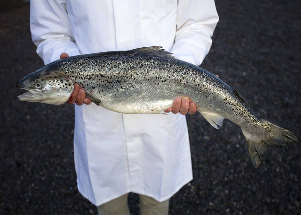 man holding whole salmon